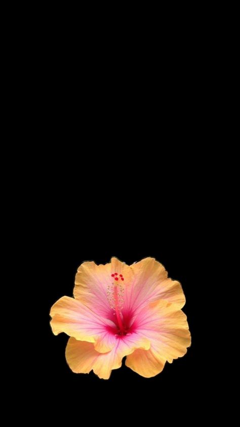 Hibiscus Flower Wallpaper Aesthetic, Flower Lockscreen, Black Flowers Wallpaper, Pink Wallpaper Laptop, Flowers Black Background, Lip Wallpaper, Graffiti Wallpaper Iphone, Pink Flowers Wallpaper, Cute Summer Wallpapers