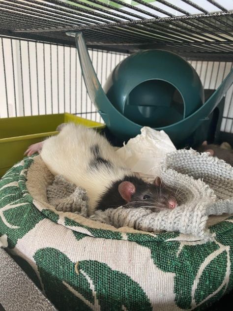 Rattus Rattus, Rat Care, Going Dark, Dumbo Rat, Baby Rats, Funny Rats, Rat Toys, Rat Cage, Fancy Rat