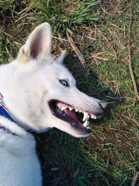 Dog Teeth Reference, Snarling Dog Reference, Dog Mouth Open, Dog Side Profile, Teeth Collection, Animal Sorting, Dog Yawning, Canine Tooth, Angry Dog