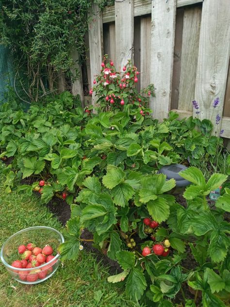 Strawberries 🍓 Backyard Strawberry Patch, Backyard Berry Patch, Strawberry Garden Aesthetic, Homestead Inspiration, Garden Strawberries, Strawberry Bush, Shepherd Hut, Branch Drawing, Witchy Garden