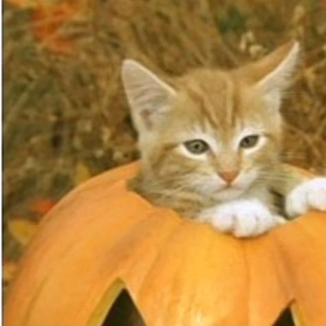 halloween matching pfps cats :D Halloween Matches Pfp, Matching October Pfps, Matching Halloween Banners Discord, Matching Pfps For Halloween, Cute Couple Matching Pfps Discord, Matching Halloween Pfps Cats, Cute Fall Matching Pfps, Matching November Pfp, Halloween Couples Pfp