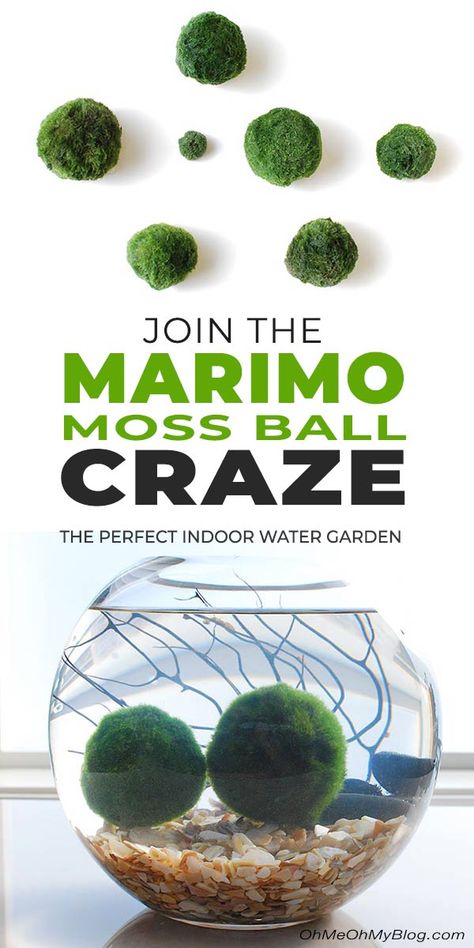 Moss In Bathroom, Aquarium Bowls, Marimo Moss Ball Aquarium, Moss Ball Terrarium, Moss Ball Aquarium, Diy Moss Ball, Marimo Moss Ball Terrarium, Craft Storage Diy, Bathroom Natural