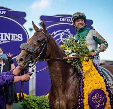 2019 Breeders Cup Distaff Winner Breeders Cup, Race Horses, Horse Racing, Riding Helmets, Horses, Animals