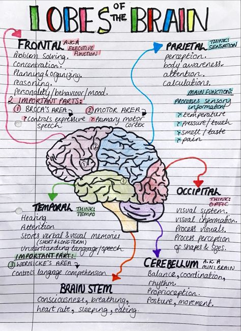 Brain Anatomy And Physiology, Anatomy Of Brain Notes, Nursing Anatomy Notes, Neurobiology Notes, Nursing Notes Anatomy And Physiology, Neuro Anatomy Notes, Anatomy Nursing Notes, Brain Notes Anatomy, Biology Brain Notes