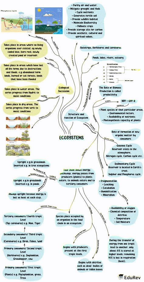 Biology Class 12 Mind Maps, Neet Biology Mind Maps, Solid State Chemistry Notes, Ecosystem Notes, Biology Mind Map, Neet Exam Notes, Ecology Notes, Biology Flashcards, Neet 2023