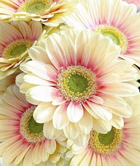 Flower Identification, Gerbera Daisies, Gerber Daisies, Gerbera Daisy, Exotic Flowers, Flower Beauty, Beautiful Blooms, Flower Photos, Flower Pictures