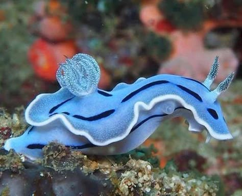 Bunny Sea Slug, Blue Sea Slug, Sea Bunnies, Alien Tank, Nature Forms, Sea Bunny, Science Images, Random Animals, Underwater Painting