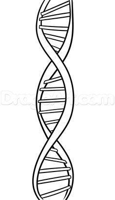 How to Draw DNA, Step by Step, Anatomy, People, FREE Online ... Drawing Human Figures, Dna Drawing, Learn To Draw People, Dna Project, Dna Tattoo, Dna Art, Dna Helix, Human Dna, School Murals