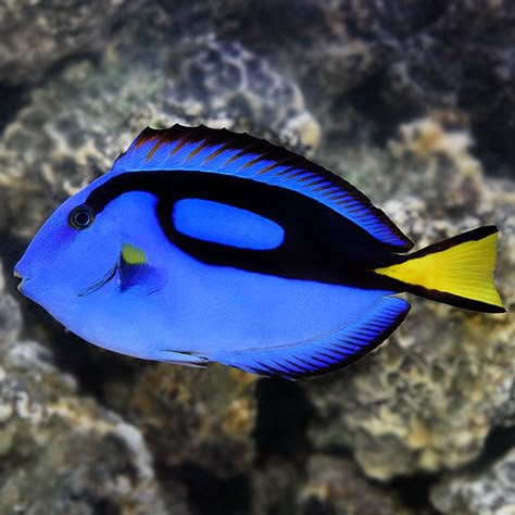 Blue Tang Blue Tang Fish, Tang Fish, Saltwater Aquarium Fish, Blue Tang, 달력 디자인, Fauna Marina, Salt Water Fish, Beautiful Sea Creatures, Marine Aquarium