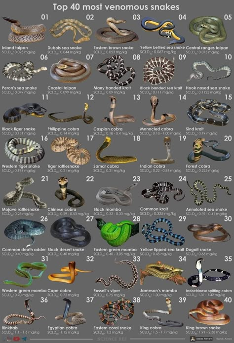 Most Venomous Snakes, Snakes Species, Snake Identification, Snake Breeds, Types Of Snakes, Venomous Animals, Kinds Of Snakes, Animal Infographic, Snake Facts