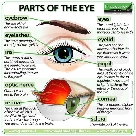 Parts of the Eye in English - ESOL Vocabulary  In this English vocabulary lesson we look at common words associated with the eye and their functions.  #ESOL #EnglishTeacher #EnglishVocabulary #Eyes #LearnEnglish Parts Of The Eyes, Parts Of The Eyes Grade 3, Medical Words In English, Eye Biology, Parts Of The Eye And Functions, Eye Parts Name, Parts Of An Eye, Human Body Vocabulary, Woodward English