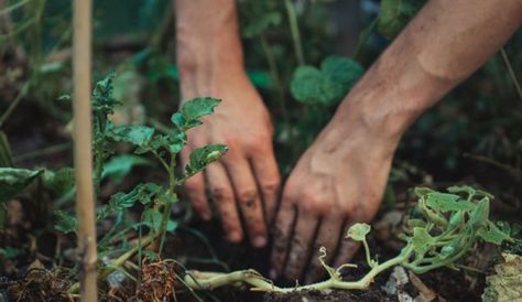 Book Review: The Healthy Vegetable Garden - Hobby Farms Pieris Japonica, Dirty Hands, Japanese Beetles, Improve Soil Quality, Native Plant Gardening, Soil Health, Grow Your Own Food, Potting Soil, Grow Your Own