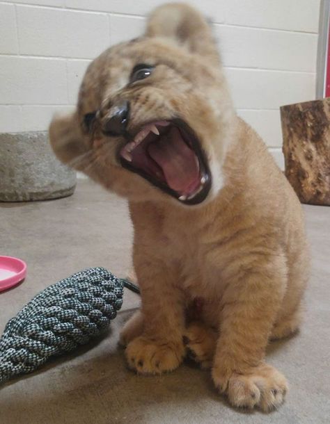 Meet Bahati The Cub, The Adorable Model For Simba In The Lion King Remake | Bored Panda Lion King Remake, Pet Lion, Dallas Zoo, Tattoo Lion, Female Lion, Lions Photos, King Lion, Cute Lion, Lion Cub