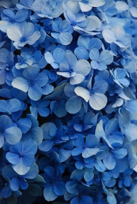 Hydrangea Flowers, Blue Hydrangea, Hydrangea, Blue Flowers, Close Up, Flowers, Blue, White