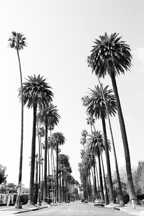 Los Angeles Palm Trees, Black And White Photo Wall, Black And White Picture Wall, Shotting Photo, Large Framed Prints, Picture Collage Wall, Black White Photography, 背景 シンプル, Photo Wall Collage