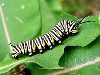 Monarch caterpillar Butterfly Metamorphosis, Florida Native Plants, Milkweed Seeds, Milkweed Plant, Monarch Caterpillar, Butterfly Life Cycle, Monarch Butterflies, Attract Butterflies, Wild Nature