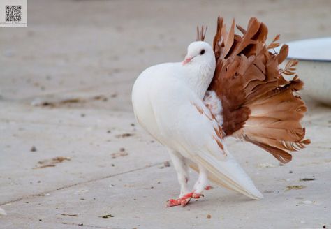 #pigeon #fantail #tail Fantail Pigeon, Fancy Pigeon, Pigeon Loft Design, Pet Pigeon, Pigeon Pictures, Tall And Short, Fat Bird, White Pigeon, Clown Paintings