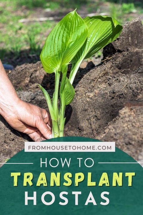 Hostas are one of the easiest ways to bring some beauty into your shade garden. These shade plants are perfect for gardens, porches and patios because they require little maintenance once established. Here you will find all the information that a novice gardener needs before planting Hostas: how do I plant them? Where should I grow my Hostas? How can I divide these beautiful flowers when necessary or transplant them where needed? Here's everything beginning gardeners need to know! | Gardening Plants In Shade, Transplanting Hostas, Divide Hostas, Transplant Hostas, Hosta Care, Greenhouse Construction, Courtyard Landscaping, Shade Shrubs, Hosta Gardens