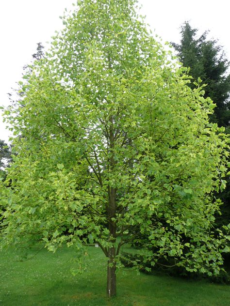 Tulip Poplar Tree, Screening Plants, Liriodendron Tulipifera, Tulip Poplar, Tulip Tree, Hummingbird Plants, Screen Plants, Poplar Tree, Landscaping Trees