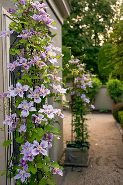 Clematis Piilu, Clematis Trellis, Garden Archway, Parterre Garden, Courtyard Patio, White Flower Arrangements, Hidden Garden, Garden Arbor, Aesthetic Garden