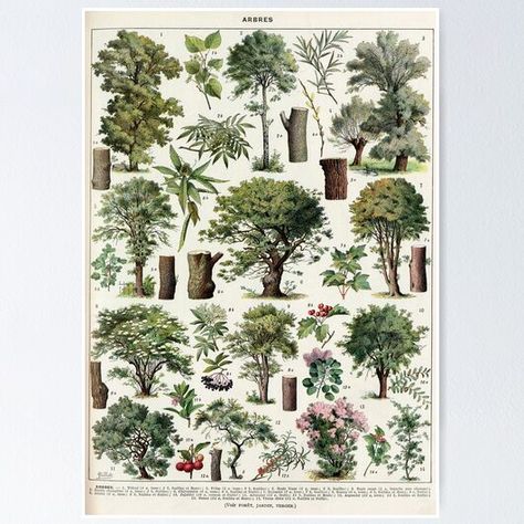 Botanical illustration vintage