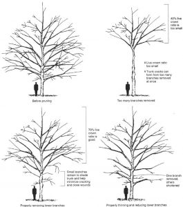 Proper Pruning Techinques For Your Trees | A Plus Tree Arborist Climbing Trees, Arborist Climbing, Texas Trees, Grafting Plants, Nursery Canopy, Backyard Plan, Tree Pruning, Tree Tree, Tree Canopy