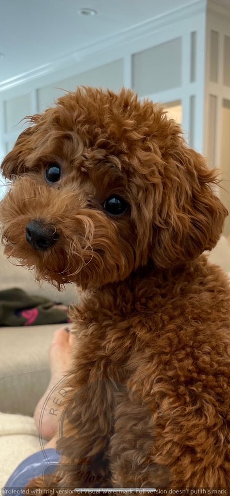 Brown Goldendoodle, Labradoodle Mini, Brown Toy Poodle, Anjing Poodle, Miniature Poodle Puppy, Miniature Poodles, Toy Poodle Puppy, Small Poodle, Teacup Poodle