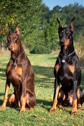 Doberman Pinscher - Best Guard Dogs Dogs Cuddling, Doberman Puppies, Guard Dog Breeds, Doberman Pinscher Puppy, Best Guard Dogs, Doberman Pinscher Dog, Scary Dogs, Doberman Puppy, Dog Line