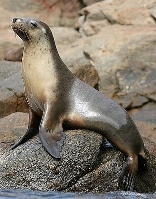 The easiest way to tell the difference between a sea lion and a seal: sea lions have ears you can see, like a lion. ;-) Cute Seals, A Seal, Marine Mammals, Sea Lion, Stamp Art, Marine Animals, Ocean Creatures, Ocean Animals, In The Ocean