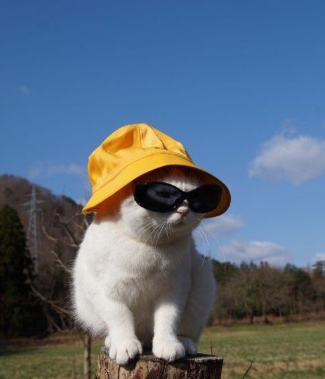 pins » tookiex cat wearing a bucket hat and sunglasses Katt Grejer, Söt Katt, Etsy Ideas, Lv Bags, Cat Aesthetic, Cat Wallpaper, Cute Kittens, Cute Creatures, Cute Little Animals