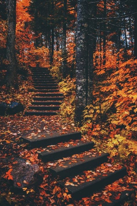 Golden stairway jayeffex Fall Gothic Aesthetic, Virgo Rising, Samhain Ritual, Fall Wallpapers, Autumn Magic, Halloween Witches, Autumn Scenes, Autumn Days, Autumn Scenery