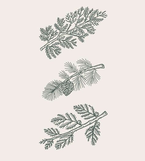 Cedar Branch, Plant Drawings, Branch Tattoo, Henna Ideas, Linocut Art, Pine Branch, Plant Drawing, Wallpaper Fabric, Permanent Tattoo