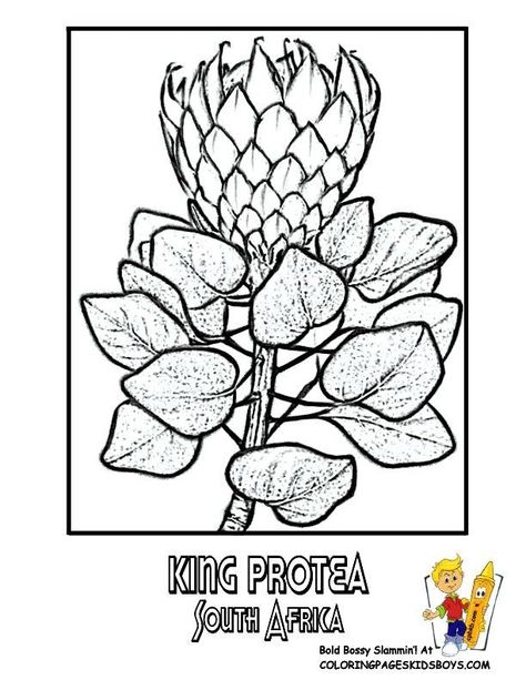 Heritage Day South Africa Crafts, Africa Activities For Kids, Protea Drawing, Africa Activities, Heritage Day South Africa, South Africa Art, South African Flowers, Africa Craft, Africa Tattoos