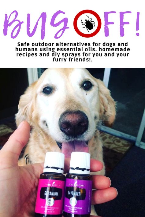 Awesome homemade outdoor ideas for dogs and humans using essential oils. Keep away the harmful critters using essential oil blends. We use Young Living oils in all of our products due to their Seed to Seel promise! Find out more today at www.oilsister.com to learn how to use essential oils and sign up for more information! Dog Bug Spray, Essential Oils For Fleas, Tick Spray For Dogs, Essential Oils For Pets, Homemade Bug Spray, Diy Bug Spray, Essential Oils Dogs, Flea And Tick Spray, Dog Spray