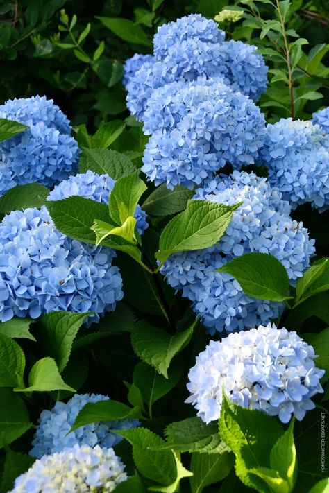 Endless Summer Hydrangeas | ©homeiswheretheboatis.net #hydrangeas #garden #flowers Pretty Flowers Pictures, Tattoo Plant, Blue Hydrangea Flowers, Summer Flowers Garden, Flower Identification, Hydrangea Garden, Nothing But Flowers, Beautiful Flowers Garden, Flower Therapy