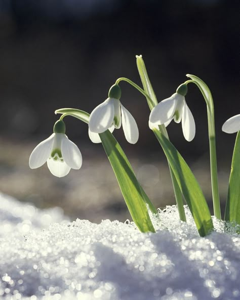 Snowdrop Plant, Snow Drops Flowers, Flowers In The Snow, Snow Drop, Lenten Rose, Snow Drops, Snow Flower, Winter Plants, Winter Flowers