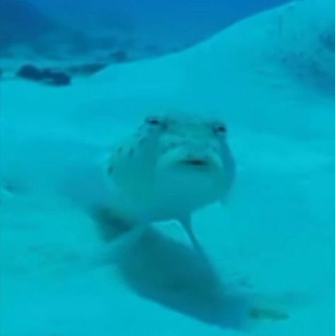 Cursed Fish Images, Fish Meme, Silly Fish, Funny Fish, Coron, Silly Images, Silly Animals, Reaction Images, Funny Profile Pictures