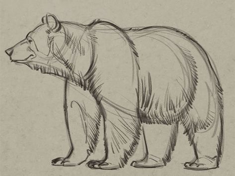 Draw A Bear, Bear Sketch, Bear Drawing, Animal Study, Have Inspiration, Pencil Art Drawings, Bear Art, Animal Sketches, Learn How To Draw