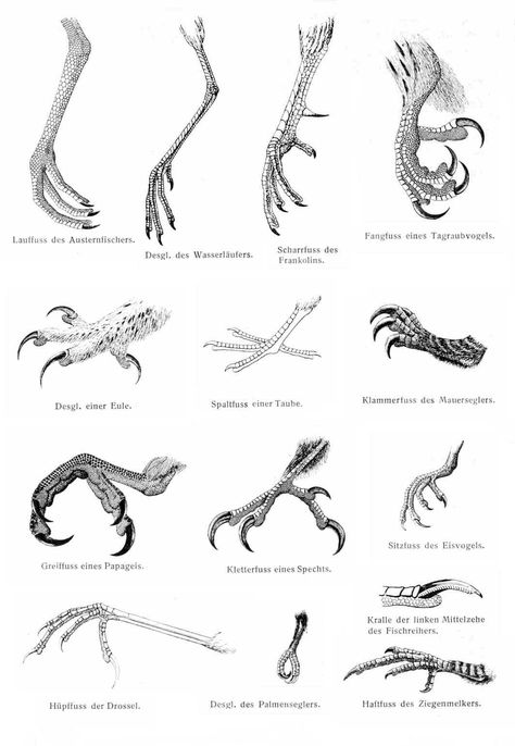 Bird Talons Reference, Bird Talons Drawing, Bird Feet Drawing, Bird Talons, Bird Claws, Feet Drawing, Bird People, Scientific Illustration, Anatomy Drawing