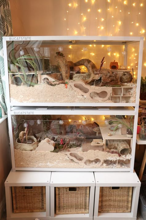 @tinytailsandme on Instagram Gerbil Set Up, Pet Mice Cage, Bin Hamster Cage, Cute Hamster Cage Ideas, Aesthetic Hamster Cage, Hamster Cage Ideas Aesthetic, Mice Enclosure, Rat Enclosure, Hamster Room