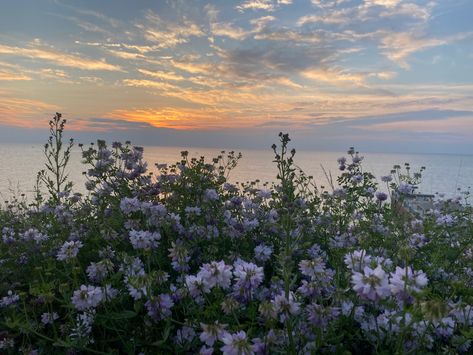 Flower Field Aesthetic Wallpaper Desktop, Ipad Spring Wallpaper, Travel Aesthetic Horizontal, Ipad Wallpaper Aesthetic Flowers, Cute Wallpapers For Ipad Landscape, Flower Aesthetic Laptop Wallpaper, Aesthetic Nature Wallpaper Laptop, Flower Wallpaper Laptop Hd, Wallpapers Landscape Desktop