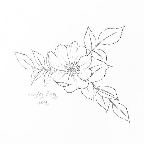 Dog Rose Drawing, Dog Rose Tattoo, Primrose Drawing, Wild Rose Drawing, Primrose Tattoo, Wild Rose Tattoo, Rose Line Art, Wild Rose, Rose Sketch