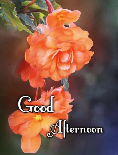 Good Afternoon Images Good Afternoon Images Beautiful Hindi, Good Afternoon Images Quotes, Afternoon Images Beautiful, Good Afternoon Images Beautiful, Good Afternoon My Love, Afternoon Blessings, Good Morning Hindi Messages, Afternoon Wishes, Good Afternoon Images