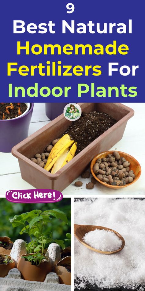 "Discover the 9 best homemade fertilizers for houseplants to boost growth naturally! Learn how to make effective natural plant fertilizer with easy DIY recipes. This guide covers everything from fertilizing indoor plants to creating your own indoor plant fertilizer homemade solutions. Explore natural indoor plant fertilizer options and find the perfect DIY plant food for indoor plants. Transform your indoor garden with these homemade houseplant fertilizer tips!" Diy Plant Food Houseplant, Diy Plant Food, Indoor Plant Fertilizer, Plant Food Diy, Home Made Fertilizer, Homemade Plant Fertilizer, Houseplant Fertilizer, Homemade Plant Food, Homemade Fertilizer