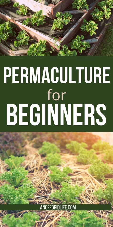 Backyard Permaculture, Food Forest Garden, Permaculture Principles, Small Backyard Design Layout, Permaculture Garden, Small Backyard Design Ideas, Online Book Club, Backyard Design Layout, Backyard Design Ideas