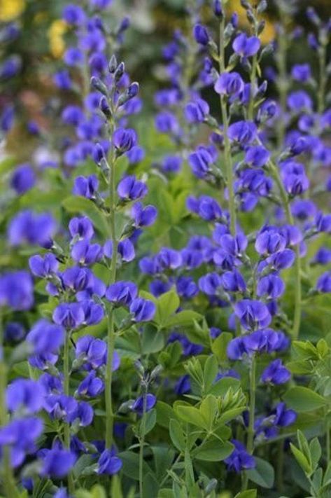 50 BLUE WILD INDIGO False Indigo Baptisia Australis Flower | Etsy Blue Wild Indigo, Part Sun Perennials, False Indigo, Baptisia Australis, Indigo Flower, Wild Indigo, Flower Garden Plans, Indigo Plant, Garden On A Hill