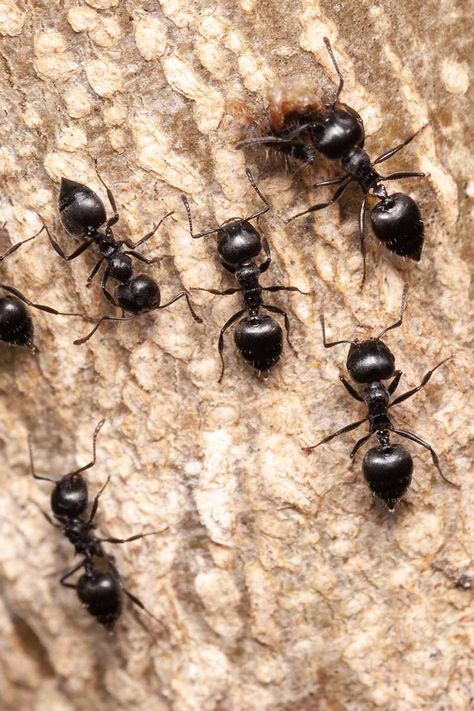 Ant Removal, Ants In House, Ant Infestation, Ant Control, Black Ants, Rid Of Ants, Carpenter Ant, Bugs Life, Ant Killer