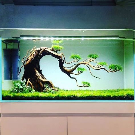 Shrimp Tank Aquascape, Simple Aquascape, Driftwood Bonsai, Driftwood Aquarium, Aquarium Architecture, Water Environment, Fish Tank Terrarium, Fish Tank Design, Aquarium Driftwood