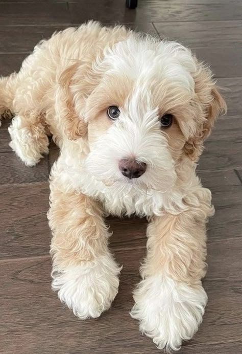 Cute Golden Doodle, Cute Dogs Images, Very Cute Puppies, Cute Animals Puppies, Very Cute Dogs, Really Cute Dogs, Helpful Things, Cute Little Puppies, Golden Doodle