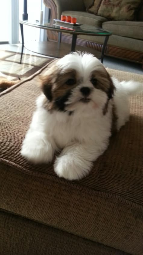 White Shitzu Puppy, Shitzoo Dogs, Teddy Bear Shih Tzu, Shih Tzu Dog Haircuts, Shih Tzu Maltese Mix Dogs, Shihtzu Puppies, Cut Dogs, Cute Shih Tzu, Shitzu Dogs